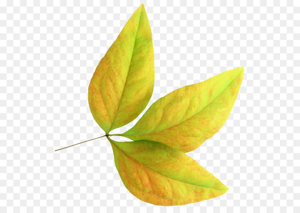 leaf,encapsulated postscript,download,graphic design,autumn leaf color,poster,plant,png