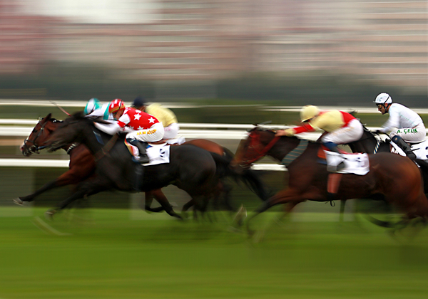 cc0,c3,horse,horses,race,running,pan,competition,free photos,royalty free