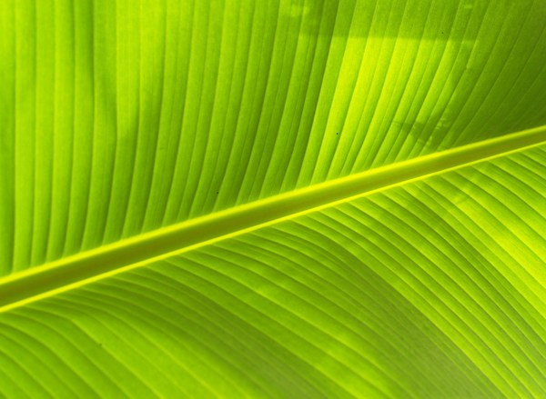vibrant,texture,pattern,leaf,green,ckose-up,banana leaf