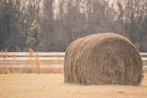straw,rural,outdoors,hay bale,hay,grass,field,farming,farm,countryside