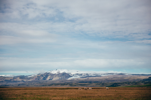 animal,blue,glacier,green,ice,iceland,landscape,meadow,mountain,sheep,sky,valley,wilderness,country,countryside,field,flock,grass,grassland,grazing,icelandic,mammal,nature,north,panoramic,rural,rustic