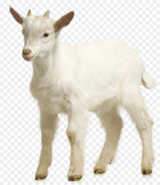 goat,sheep,computer graphics,computer icons,download,encapsulated postscript,chart,goat antelope,livestock,fur,horn,goats,cow goat family,png