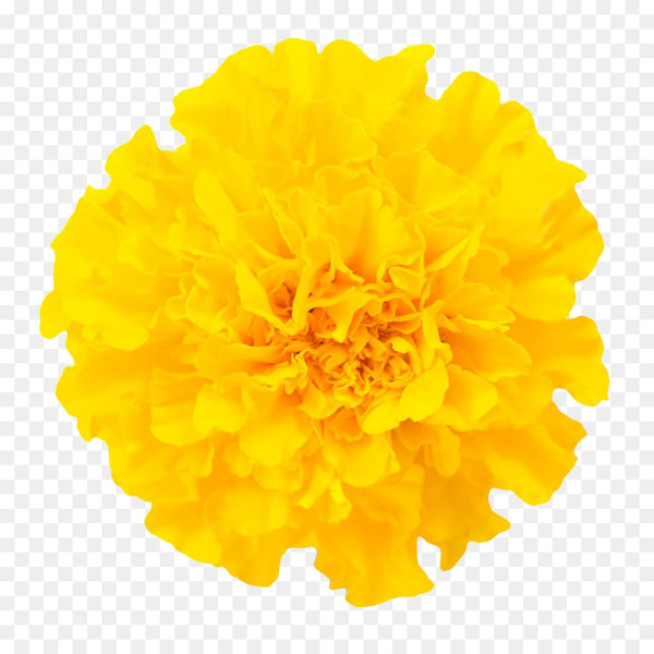 mexican marigold,chrysanthemum,flower,lutein,calendula officinalis,cut flowers,sequence container,shutterstock,transvaal daisy,marigold,chrysanths,petal,yellow,calendula,orange,flowering plant,png