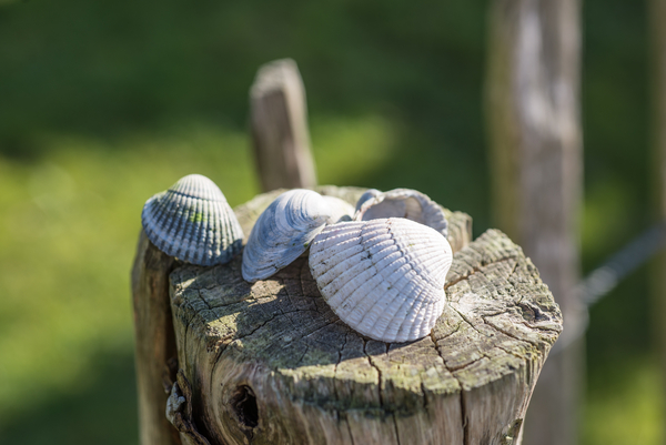 cc0,c2,shell,pole,wood,sea,ocean,scallop,green,field,nature,free photos,royalty free