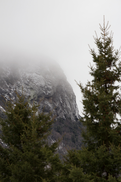 conifer,environment,fog,foggy,mountain,nature,outdoors,scenic,trees