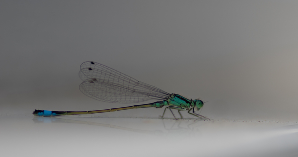 cc0,c1,flying insect,dragonfly,insect,nature,free photos,royalty free