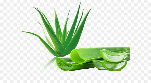 aloe vera,aloe ferox,aloin,plant,aloe emodin,emodin,leaf,gel,aloe,grass family,product design,green,alternative medicine,herbalism,grass,png