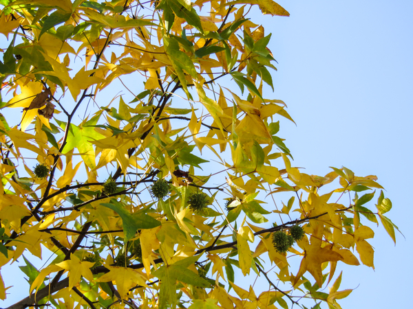 tree,branches,leaves,yellow,green,autumn