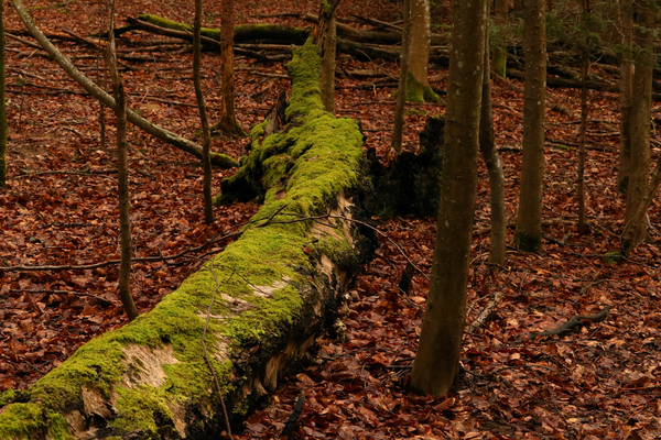 cc0,c1,tree,forest,overturned,landscape,green,leaf,old tree,spring,bark,tribe,old,log,moss,mood,natural,aesthetic,age,free photos,royalty free