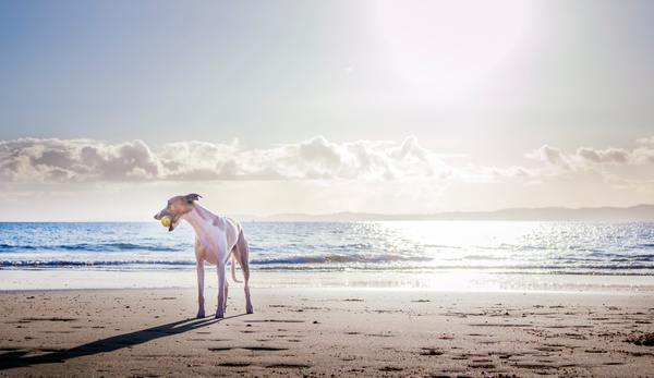 dog,beach,ball,playing,sand,sea,water,ocean,blue,pet,animals,canine