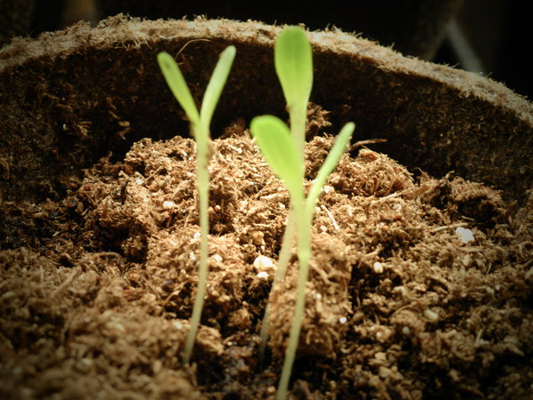 plant,plants,seedlings,agriculture,greenhouse,seeds,sprouting,growing,soil,sustainable