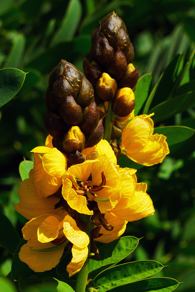 cassia didymobotrya,senna didymobotrya,popcorn bush,peanut butter senna,tropical plant,perennials plant,annual plant,yellow flowers,drought tolerant