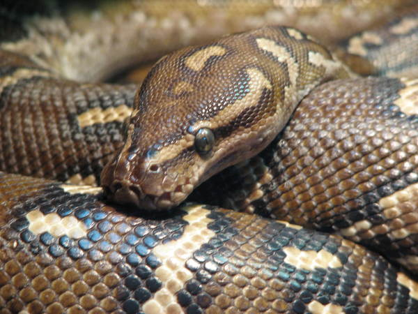 boa constrictor,python,snake,snakes,reptile,reptiles,vertibrate,vertibrates,egg-laying,oviparus,cold-blooded,scales,scaly,land,amniotic,zoo,louisville zoo,herpaquarium
