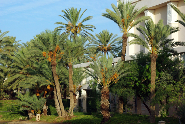 cc0,c1,tunisia,palm trees,dates,vegetation,free photos,royalty free
