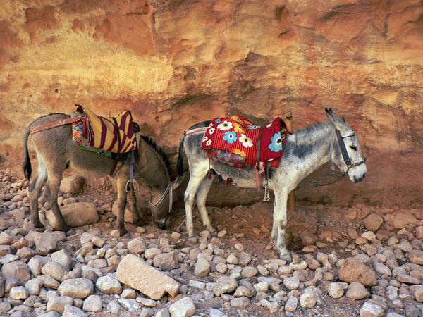 cc0,c1,jordan,petra,donkeys,path,vehicle,free photos,royalty free