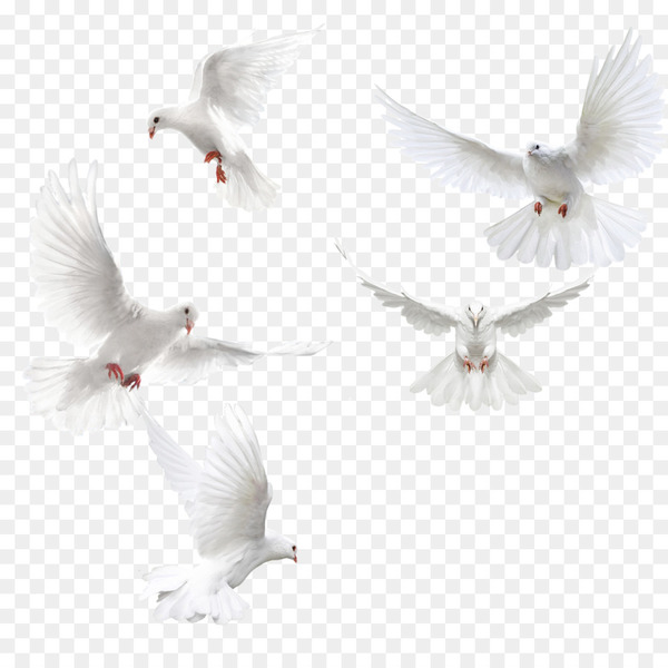 columbidae,bird,squab,rock dove,wing,feather,download,raster graphics,rgb color model,pigeons and doves,beak,png