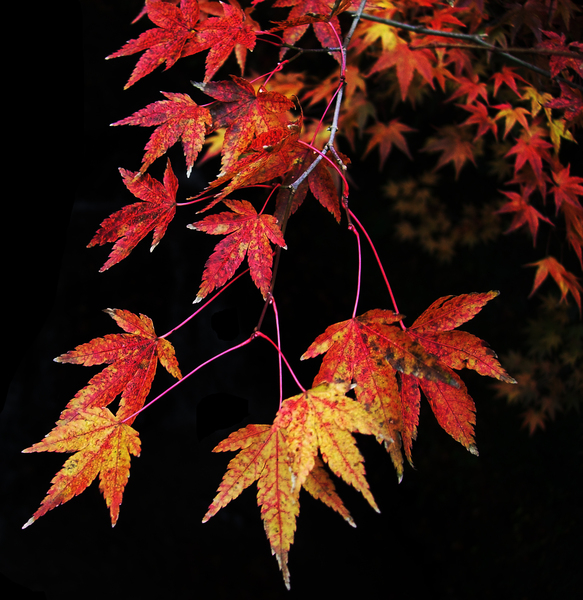 japan,kyoto,red,leaf