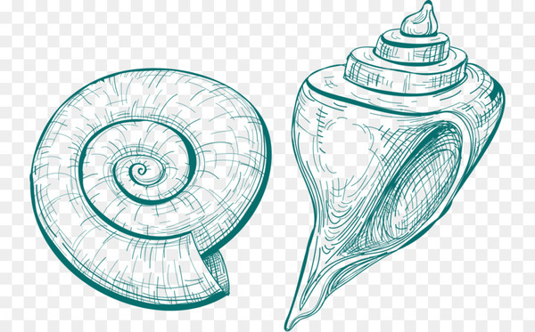 seashell,snail,conch,drawing,nautilidae,mollusc shell,sea snail,sea,painting,orthogastropoda,slug,shankha,snails and slugs,organism,nautilida,organ,line,line art,artwork,invertebrate,png