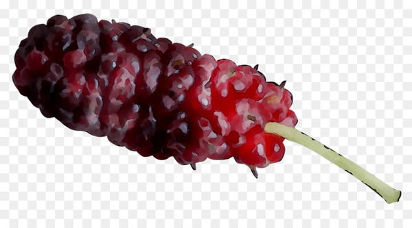 boysenberry,tayberry,berries,red mulberry,fruit,plant,mulberry,berry,food,flower,png