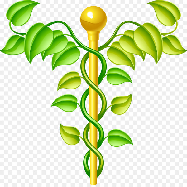 alternative health services,medicine,therapy,health professional,health,health care,acupuncture,naturopathy,reiki,herbalism,traditional chinese medicine,royaltyfree,family medicine,hair analysis,holism,leaf,green,plant,tree,flower,botany,plant stem,branch,png