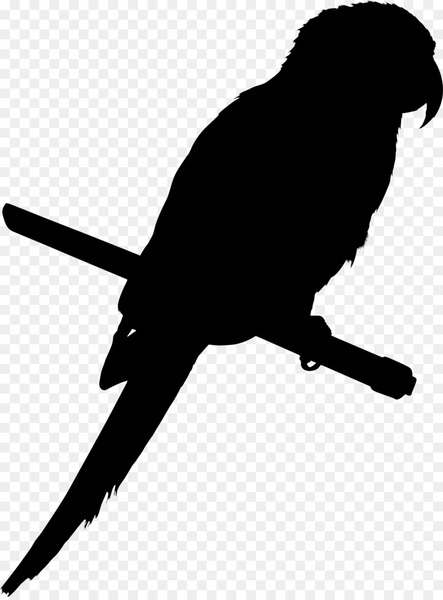 parrot,bird,budgerigar,parakeet,cockatiel,lovebird,beak,cage,macaw,toy for bird,birdcage,grey parrot,crow,silhouette,png