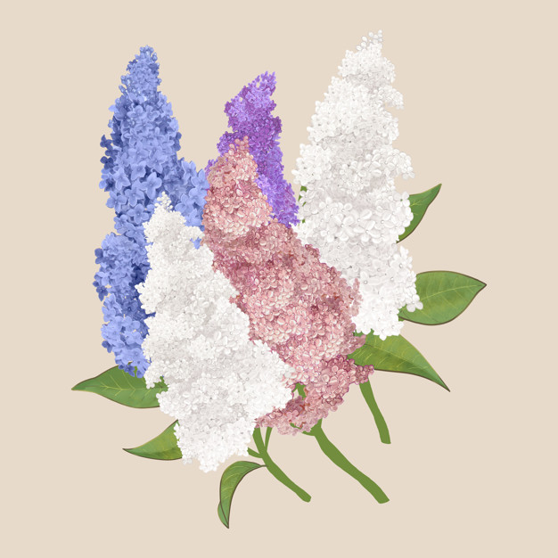syringa,syringa flower,refreshment,fauna,botany,blooming,bunch,delicate,detail,lilac,relaxation,bloom,petal,grow,white flower,drawn,spring flowers,flora,beautiful,festive,blossom,botanical,fresh,romantic,hand drawing,life,growth,natural,park,jungle,drawing,decoration,sketch,white,colorful,garden,spring,hand drawn,blue,nature,hand,flowers,floral,flower