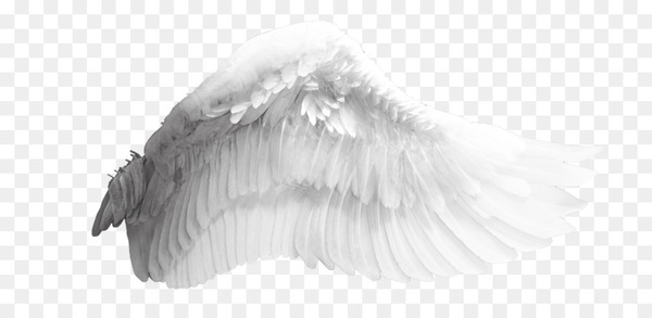 wing,download,bird,feather,angel wing,black and white,white,transparency and translucency,3d computer graphics,communication channel,google images,close up,water bird,neck,monochrome photography,beak,monochrome,png