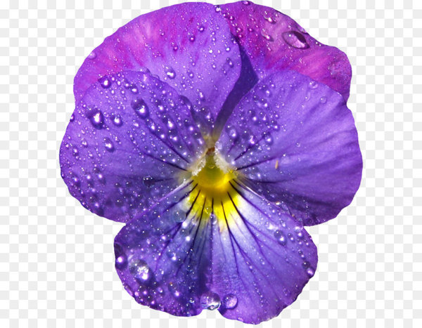 sweet violet,viola sororia,viola pedunculata,pansy,violet,flower,purple,color,desktop wallpaper,flower bouquet,petal,plant,violet family,viola,magenta,flowering plant,png