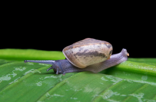 wonderful,awesome,snail,beautiful,insect,park,plant,garden,animals,grass,nature,leaf