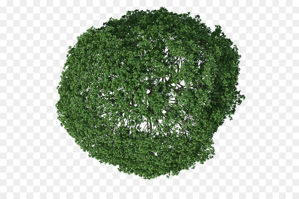 download,data,architecture,shadow,tree,space,lawn,search engine,landscape,plant,shrub,herb,grass,leaf vegetable,png