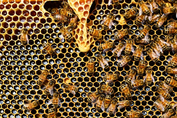apis mellifera,bee,beehive,beekeeping,bees,beeswax,close-up,comb,combs,hexagon,hive,honey,honey bee,honeybee,honeycomb,shape,wax,Free Stock Photo