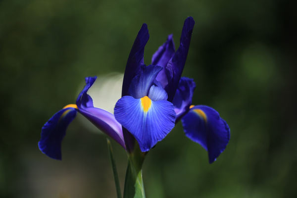 cc0,c1,flower,iris,blue,blossom,bloom,close,yellow,bloom,iridaceae,blossomed,garden,meadow,beautiful,plant,free photos,royalty free