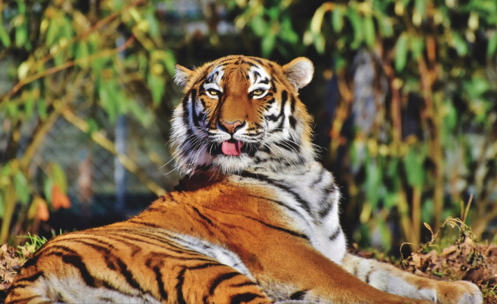 animal,animal photography,big cat,carnivore,fur,mammal,predator,safari,striped,tiger,whiskers,wild,wild animal,wildlife,wildlife photography,zoo