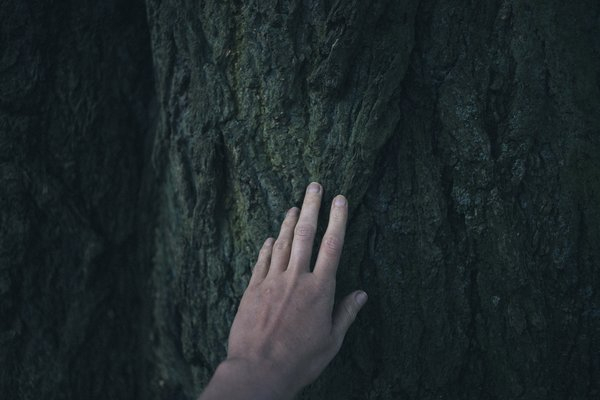 hand,tree