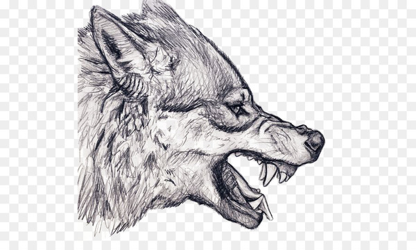 snarling wolf drawing