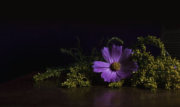  plant,flower, purple flower