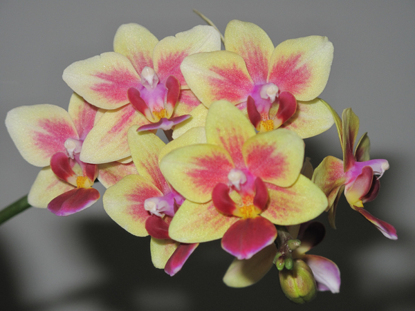 cc0,c1,orchids,flowers,blooming,plant,exotic,phalaenopsis,flower,bouquet,macro,flora,orchidaceae,nature,gray background,horticulture,botany,wallpaper,free photos,royalty free