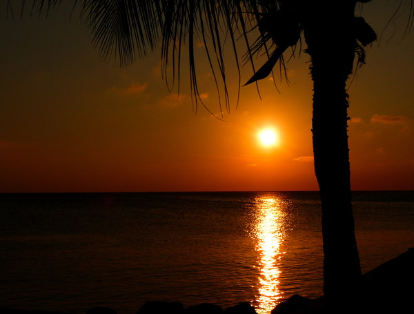 caribbean,dawn,dusk,HD wallpaper,holiday,ocean,palm,salt water,sea,seawater,summer,sunrise,sunset,vacation,Free Stock Photo