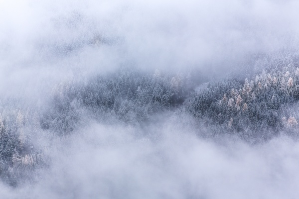 nature,landscape,forests,trees,blanket,fog,clouds