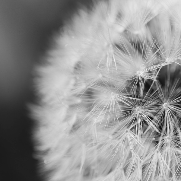 white,seeds,macro,flower,delicate,dandelion,close-up,black-and-white