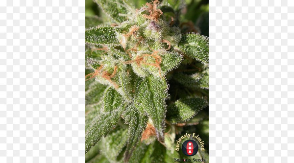cannabis,cannabidiol,seed,marijuana,head shop,smoking,vaporizer,grow shop,strain,seed bank,plant,hemp,up in smoke,png