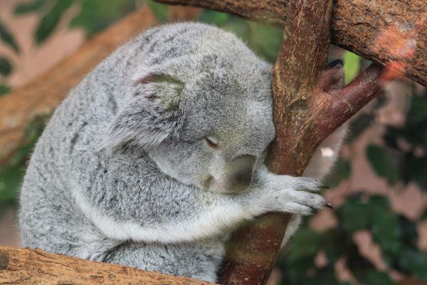 cc0,c1,koala,fauna,animals,sleep,nap,free photos,royalty free