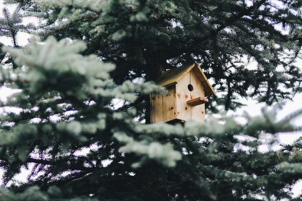bird,birdhouse,tree,box,wooden,wood