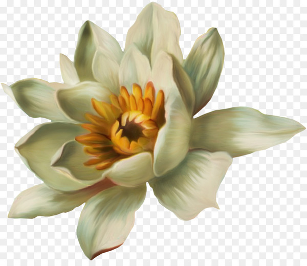 nelumbo nucifera,pygmy waterlily,nymphaea lotus,download,gratis,lotus,water lilies,water lily,petal,plant,flower,flowering plant,png