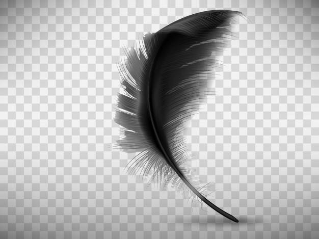 Black feather single Free Stock Photos, Images, and Pictures of