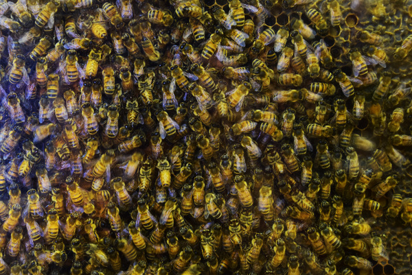 bees,insects,honey,hive,display,yellow,black,stripes,stingers,wings,swarm,honeycomb,wax,crowded,workers,group,busy