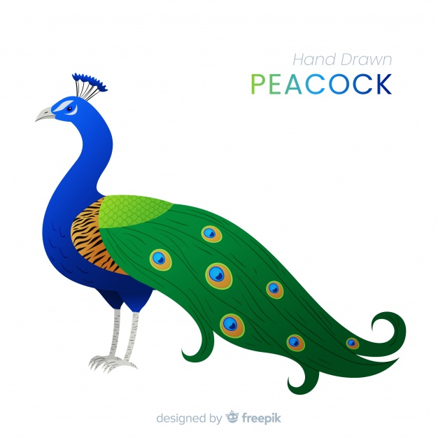 Premium Vector | Vector illustration of a peacock hand drawn bird with  ornament