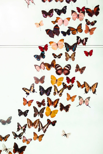 butterflies,butterfly,colorful,museum,diversity,entomology,exhibit,flight,fly,insect,insects,wings