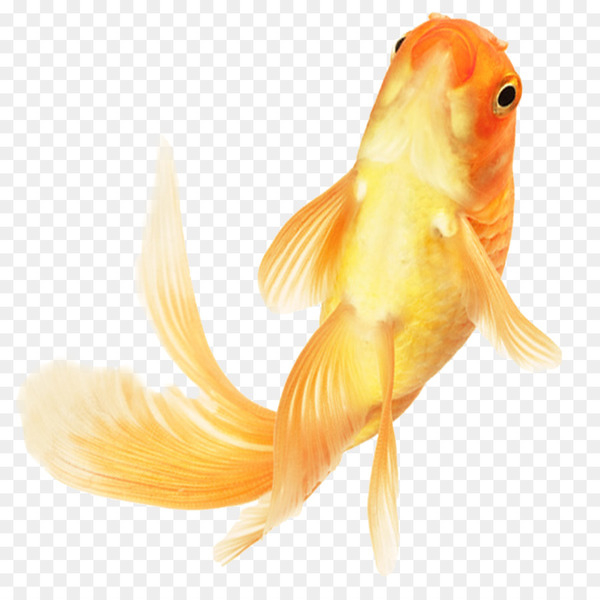 goldfish,ornamental fish,fish,aquarium,albom,ray finned fish,bony fish,vertebrate,tail,orange,organism,png