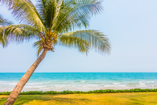 background,tree,travel,water,blue background,summer,nature,blue,beach,sea,sun,sky,landscape,tropical,white,palm tree,ocean,trees,coconut,background blue